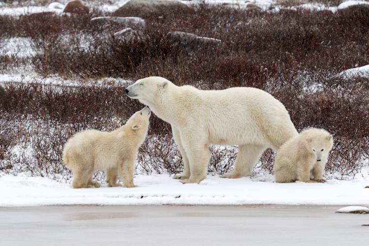 A polar bear mom and twin cubs