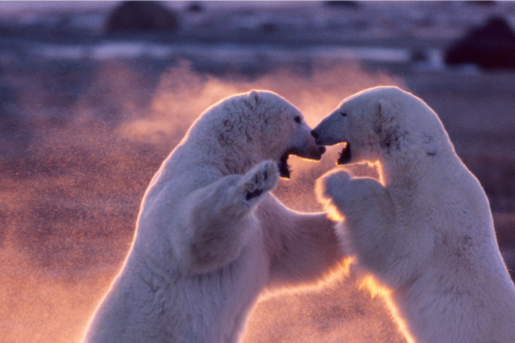 Two polar bears play fighting