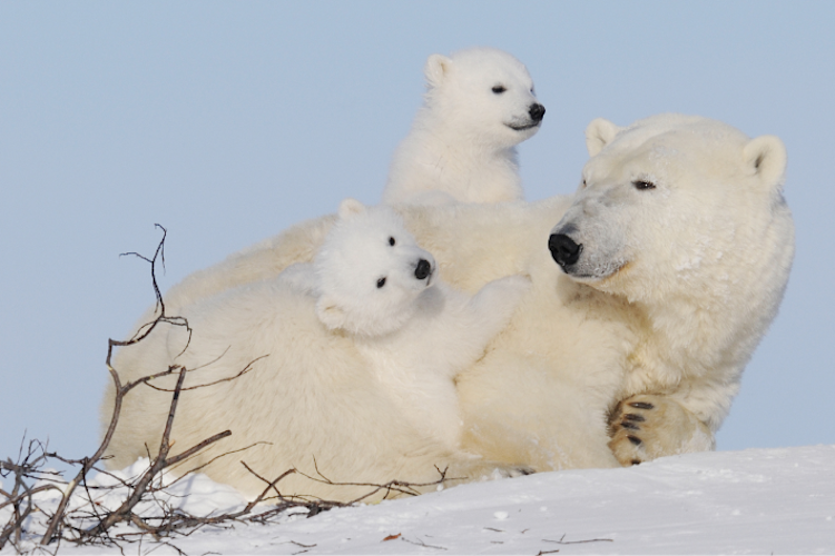Two polar bear cubs climbing on their mother