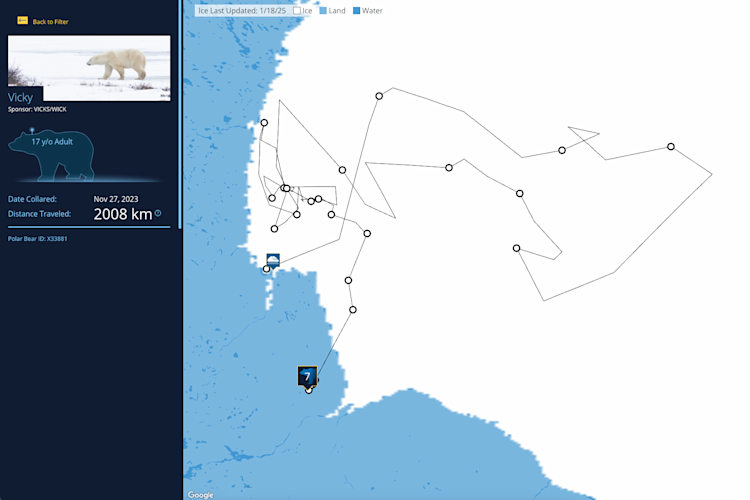 The Polar Bears International bear tracker map with the path of the bear "Vicky" highlighted