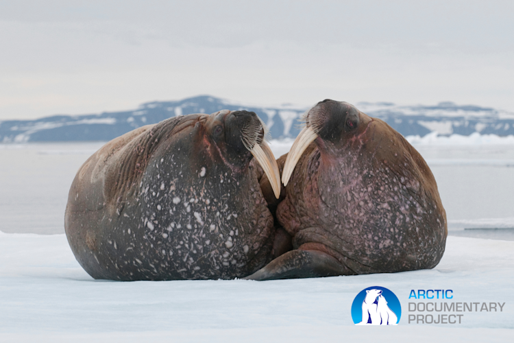 Arctic Documentary Project logo