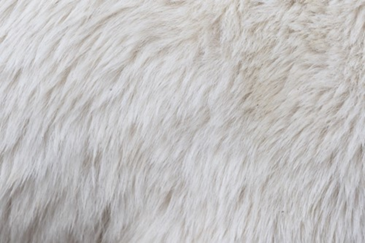 Close up of polar bear fur

