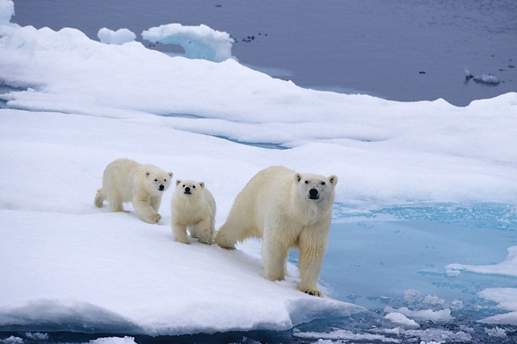 A mother polar bear with two cubs