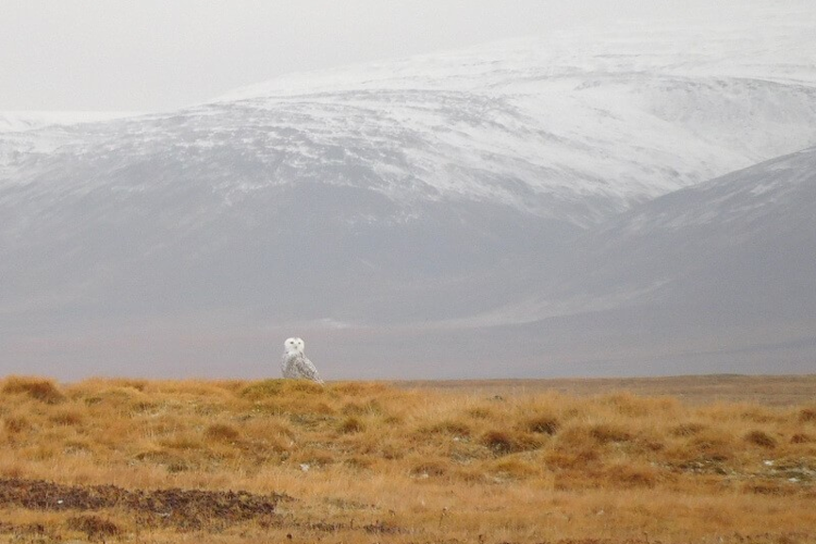 A snowy owl surveys the island's vast landscape